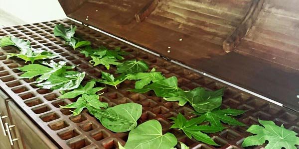 stream bath katugampalaayurveda